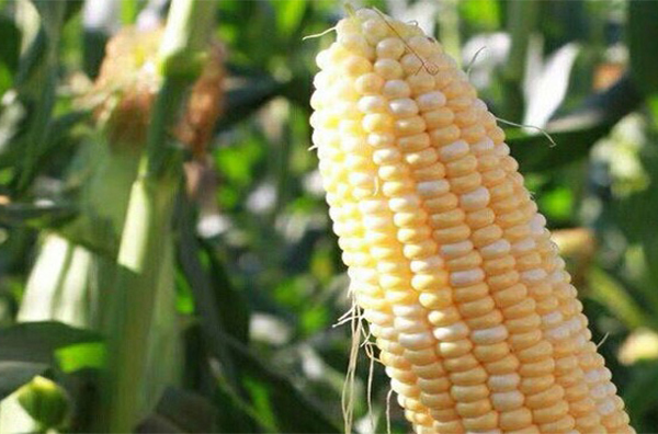 玉米价格每吨涨千元！原因是什么？