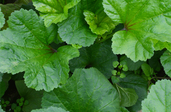 冬寒菜几月播种？